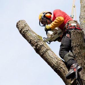 strucno-osposobljavanje-skola-za-rukovatelj-motornom-pilom-anparo-strcno-edukativni-centar-